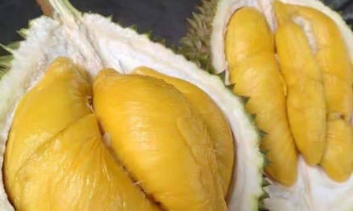 In conjuction with MCQ AGM this Sunday, we will be having “SPECIAL DURIAN SALE”.
